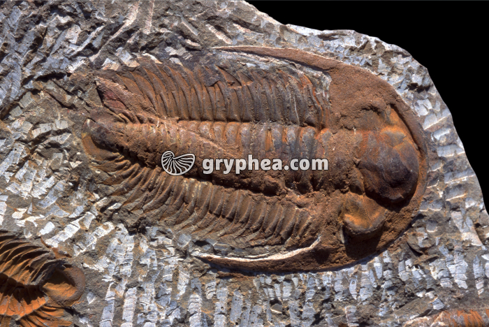 Trilobite géant - gryphea.com